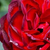 Vörös - Virágágyi floribunda rózsa - A pesti srácok emléke